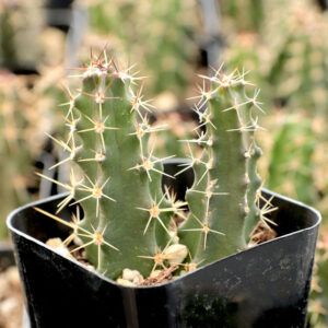 echinocereus pentalophus ladyfinger cactus for sale