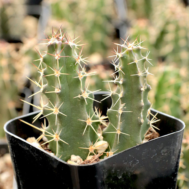 ladyfinger_cactus echinocereus pentalophus ladyfinger cactus for sale