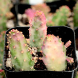 opuntia monacantha variegata variegated prickly pear cactus for sale