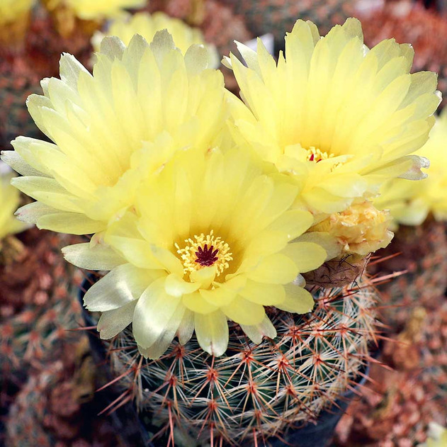 parodia_erubescens_flower parodia erubescens flowering cactus for sale