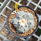 Peyote cactus Lophophora williamsii for sale