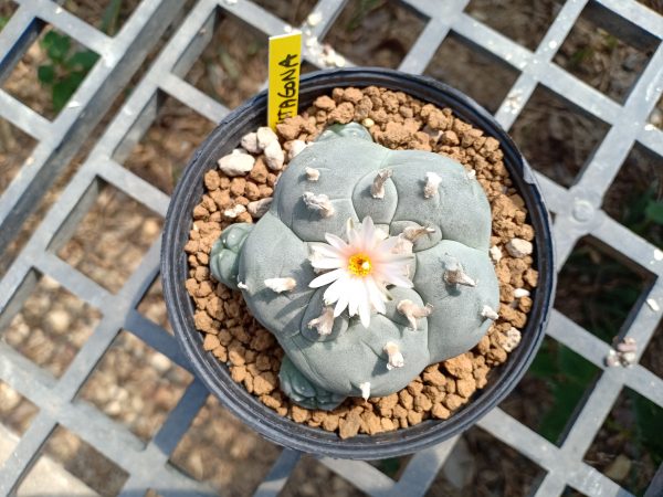 peyote 1. Peyote cactus Lophophora williamsii for sale