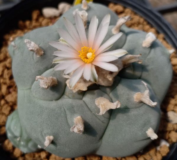 peyote cactus.