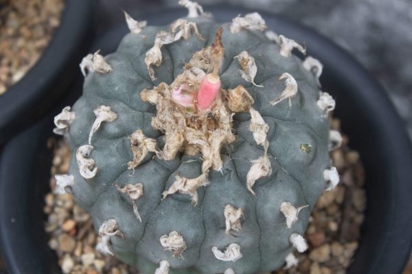 peyote williamsi