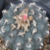 live Lophophora williamsii cactus in pot