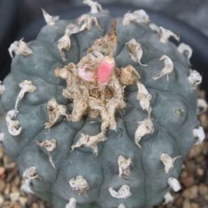 live Lophophora williamsii cactus in pot