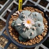 Peyote cactus Lophophora williamsii for sale