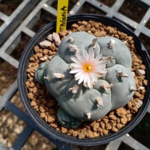 Peyote cactus Lophophora williamsii for sale