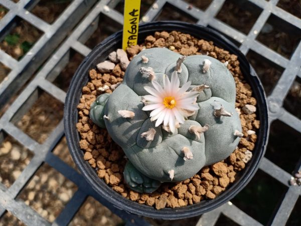 peyote1.. Peyote cactus Lophophora williamsii for sale