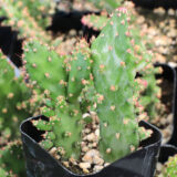 opuntia monacantha variegata variegated prickly pear cactus for sale