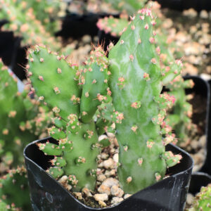opuntia monacantha variegata variegated prickly pear cactus for sale